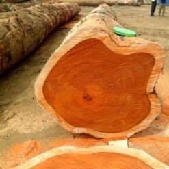 Padauk Wood Logs